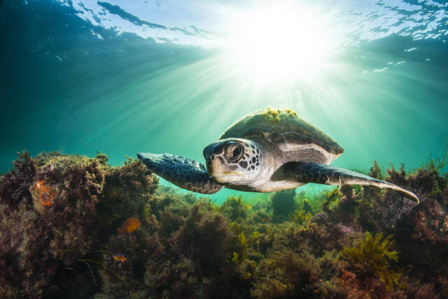 海龟令人难以置信的基因可能帮助它们适应快速变化的世界