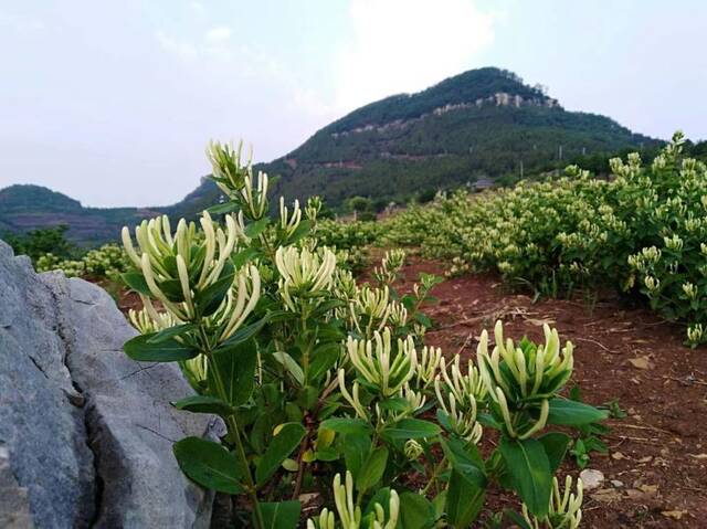 图为九间棚村种植的金银花。（受访者供图）