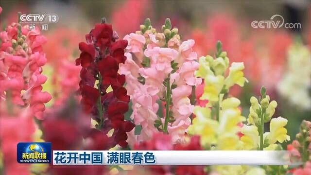 花开中国 满眼春色