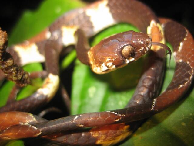 隐藏在人们眼前的食蜗牛蛇：首次发现46年后被命名Dipsas aparatiritos