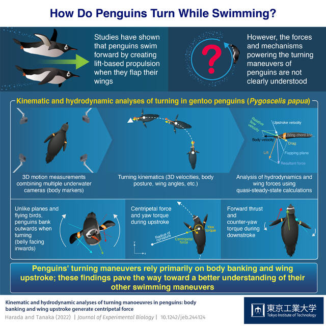 企鹅物理学：了解企鹅水下转弯动作的机制
