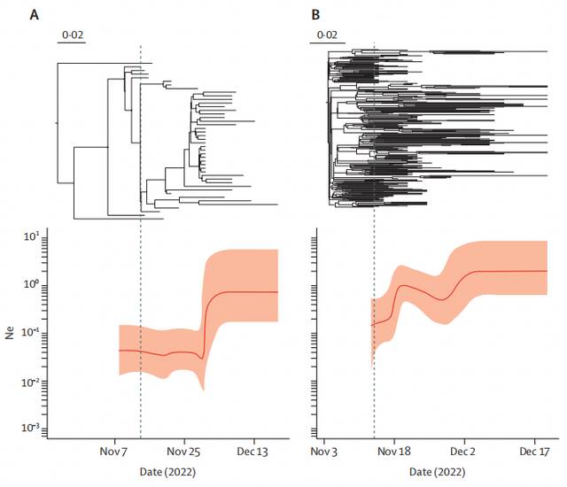 北京地区BA.5.2（左）和BF.7（右）有效种群数量增加的时间轴。来源：柳叶刀