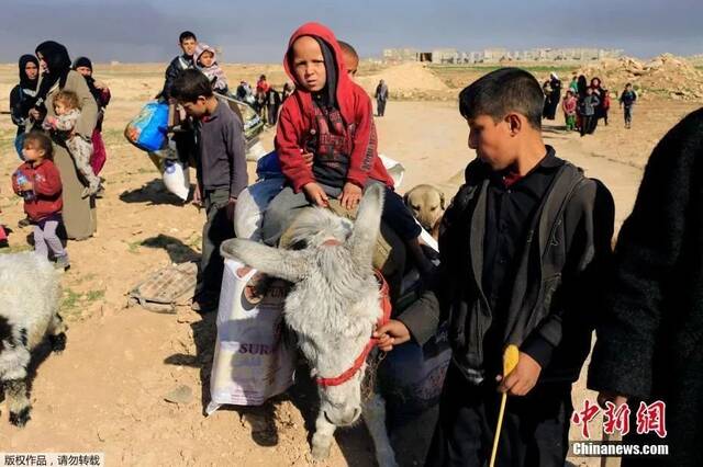 资料图：为躲避战乱，伊拉克民众离开家乡，儿童骑在驴背上。