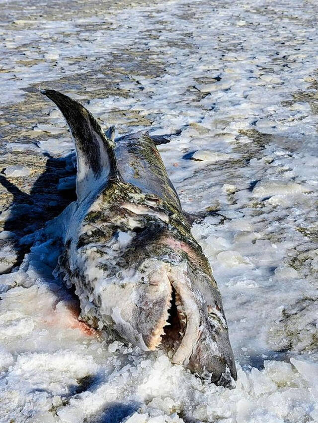 美国麻州丹尼斯海滩有条鲨鱼被冰封在沙滩上