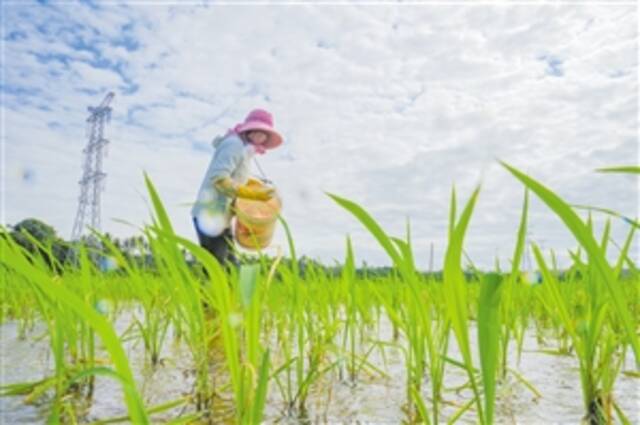 2月8日，在海口琼山区云龙镇坡仑村，种植户正在水稻田中施肥。本报记者孙士杰摄