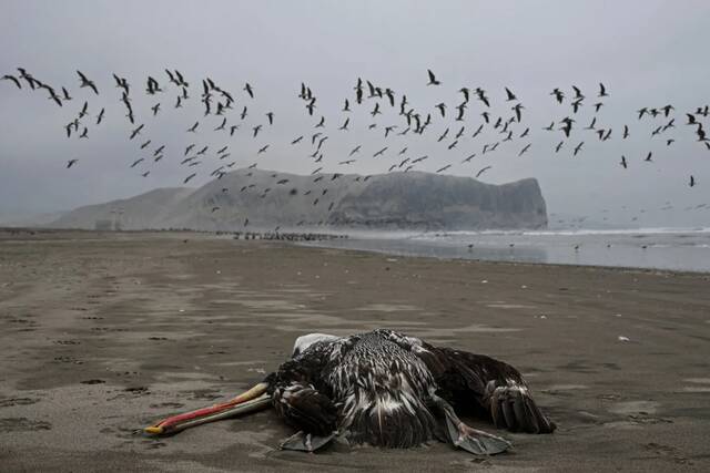 去年12月，一只鹈鹕死在秘鲁利马海滩。图自《财富》杂志