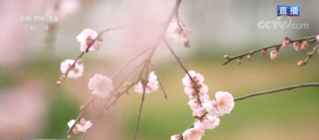 四川都江堰：春回青城花渐浓 灼灼其华香四溢