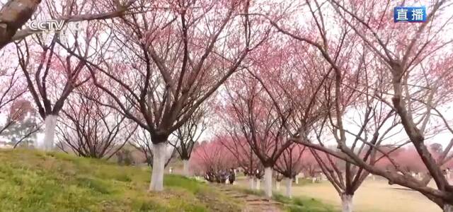 四川都江堰：春回青城花渐浓 灼灼其华香四溢