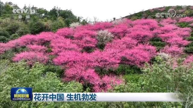 花开中国 生机勃发