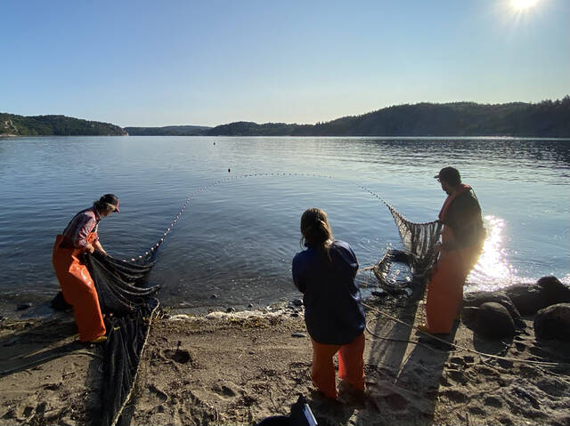 研究人员称瑞典沿海鳕鱼种群并未灭绝