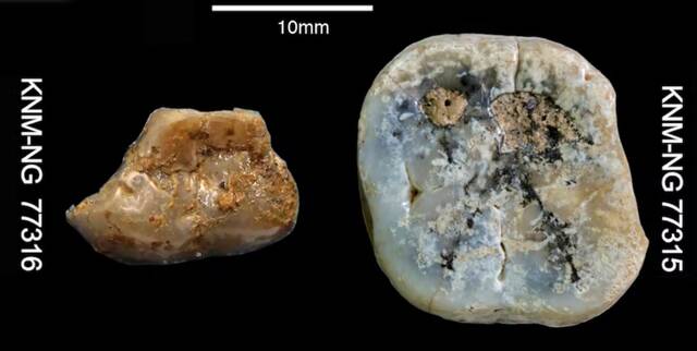 肯尼亚发现290万年前用来屠宰古代河马的石器但很可能不是我们的祖先使用的