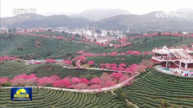 花开中国 春色锦绣