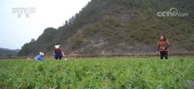 加快大山里好物出山速度 打通农民致富之路