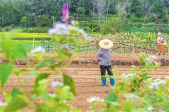 龙华区龙桥镇新联村村民将水稻种子播撒在土壤上。本报记者孙士杰摄