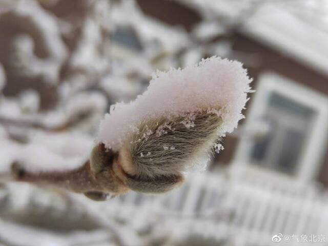 雪花再度光临京城！雪落花苞待春来，一组美图送上