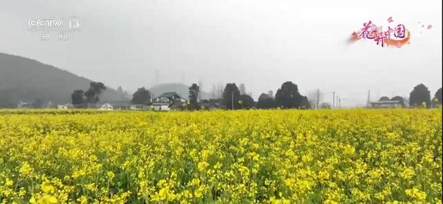 四川崇州：油菜花开正当时，不负春光不负卿