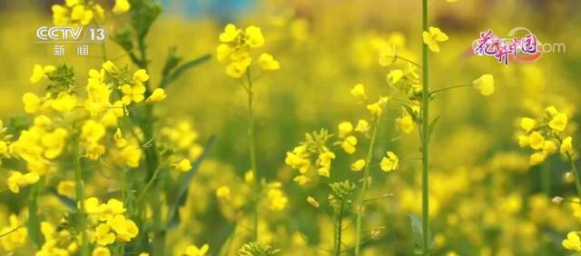 四川崇州：油菜花开正当时，不负春光不负卿