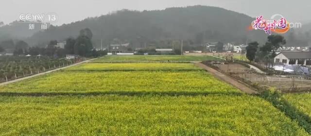 四川崇州：油菜花开正当时，不负春光不负卿