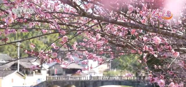 福建南靖：梅花竞相放 土楼暗香飘