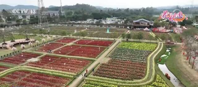 广东佛山：百花园里百花开 万紫千红争春来