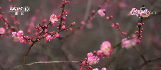 浙江湖州：红梅报春美如画 江南春景引客来