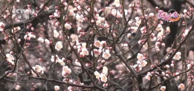 上海：申城梅花次第开 游园赏花正当时