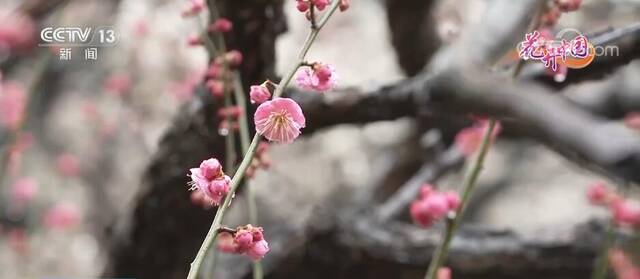 上海：申城梅花次第开 游园赏花正当时