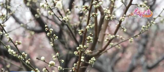 上海：申城梅花次第开 游园赏花正当时