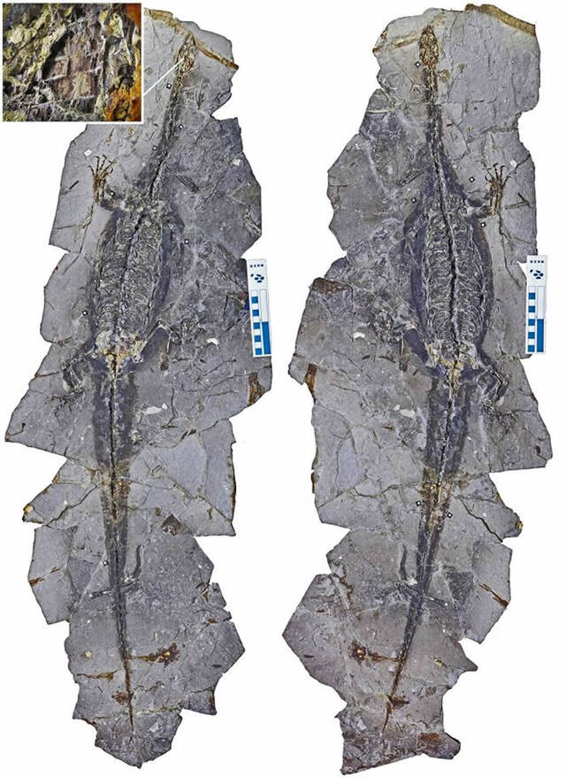 潜龙“木乃伊”！辽宁省凌源市早白垩世地层中发现罕见带软组织潜龙化石