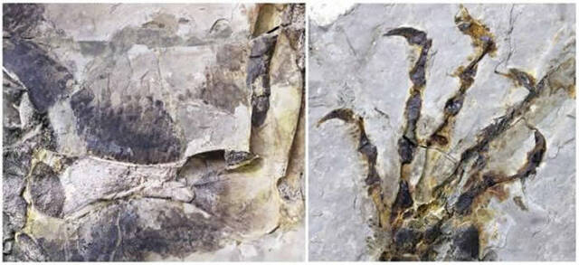 潜龙“木乃伊”！辽宁省凌源市早白垩世地层中发现罕见带软组织潜龙化石