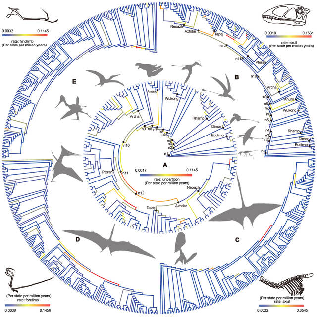 《当代生物学》：关于翼龙多样性大尺度演化的新研究成果