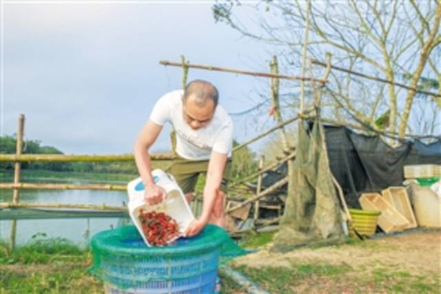 ◀在秀英区东山镇大坡村，小龙虾养殖户将符合销售标准的小龙虾倒入桶内。本报记者孙士杰摄