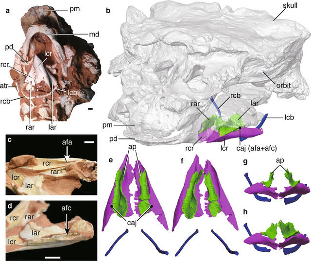 蒙古国非鸟恐龙化石中发现喉部骨骼化石