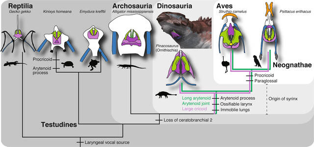 蒙古国非鸟恐龙化石中发现喉部骨骼化石