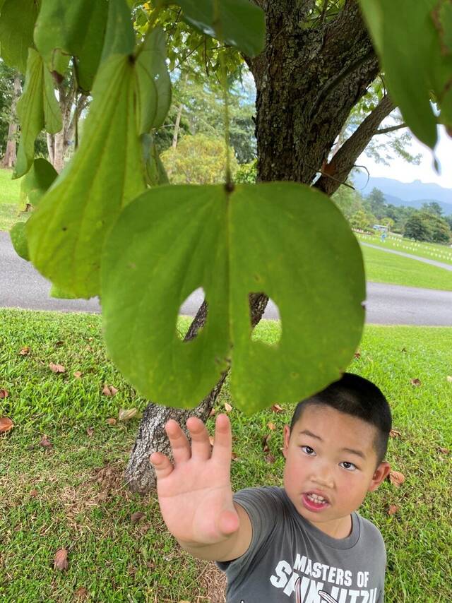 昆虫咬痕显示了植物叶子在夜间“睡觉”的第一个化石证据