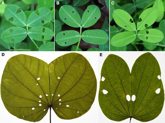 《当代生物学》：化石叶片上特殊的昆虫取食揭示了感夜性的趋同性起源