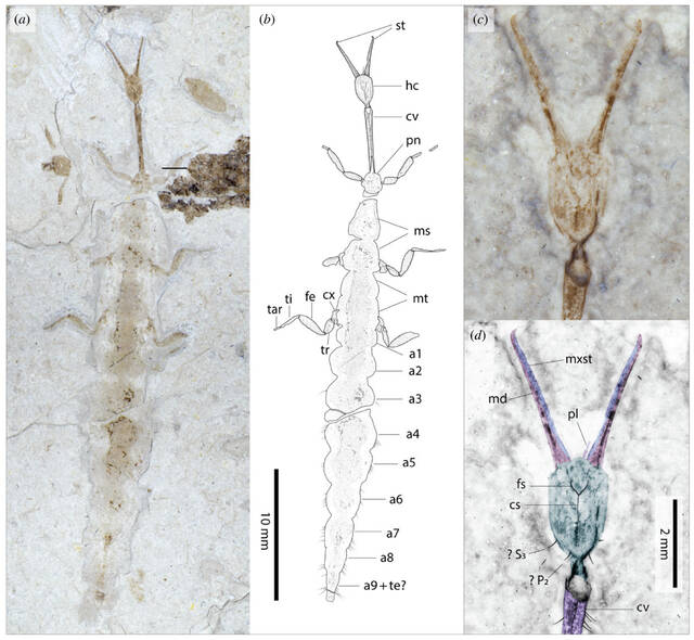 中国内蒙古道虎沟发现最古老的神经翅目草蛉幼虫化石