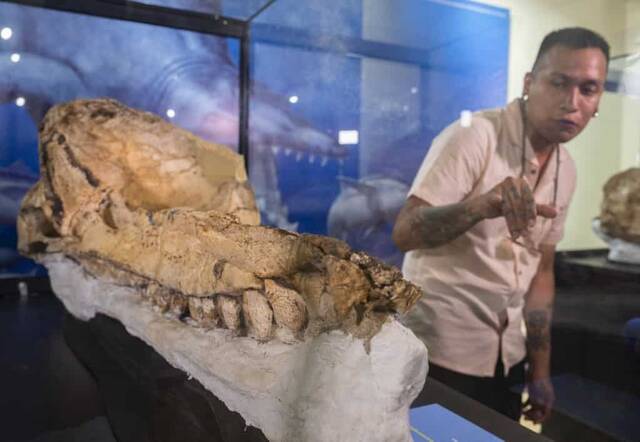 秘鲁发现世界上保存最完好的700万年前抹香鲸化石