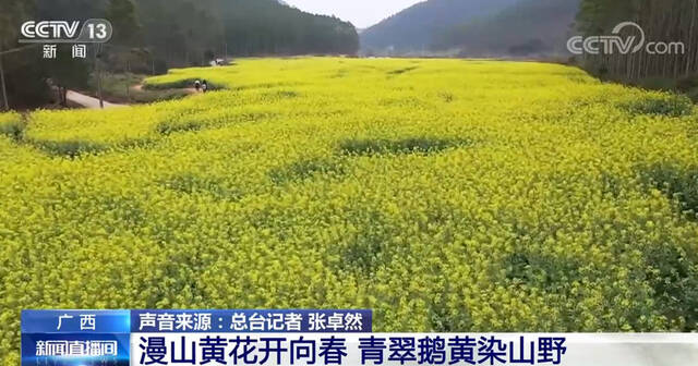 油菜花朝气蓬勃惹人爱 雨水前后报春来