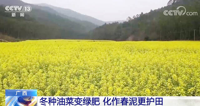 油菜花朝气蓬勃惹人爱 雨水前后报春来