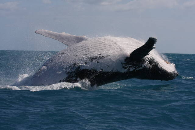 澳大利亚东海岸的雄性鲸鱼放弃歌唱吸引配偶为爱而战