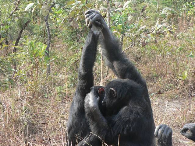 研究发现黑猩猩的梳理握手是文化传递
