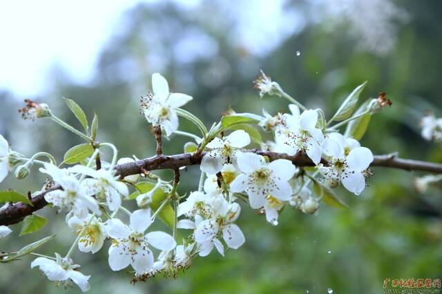 春来雨水万物生