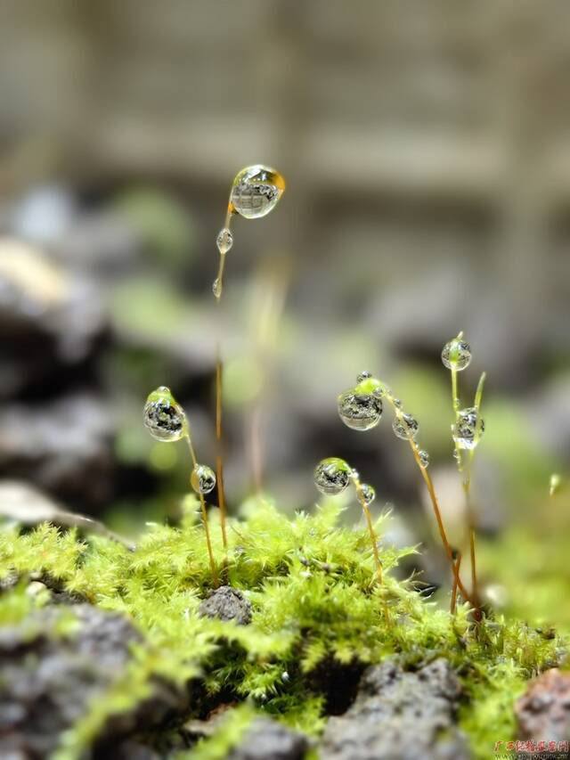 春来雨水万物生