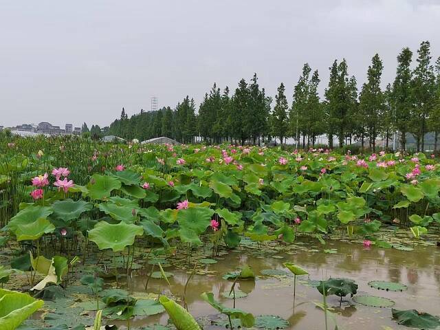 我国首个核电站周边“零碳示范村”建设启动