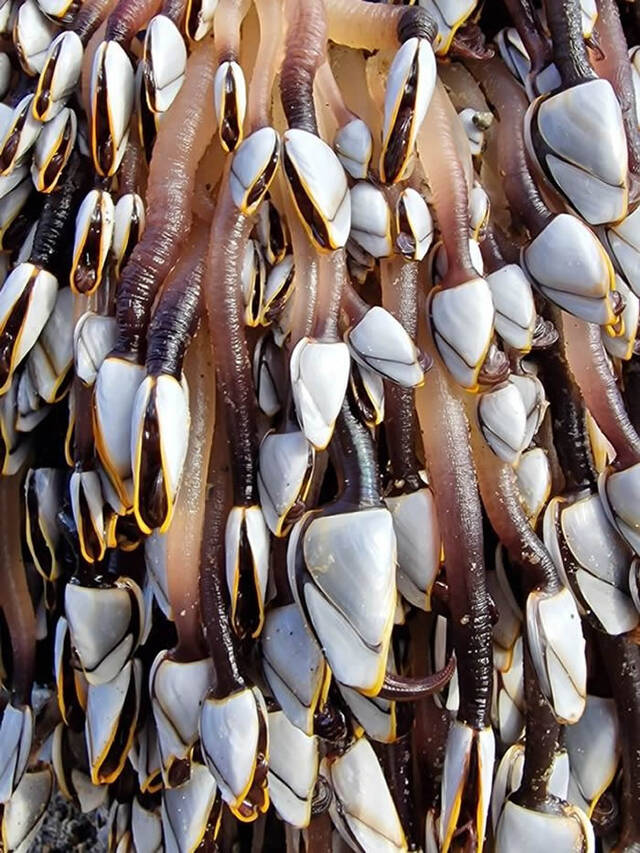 英国威尔斯沙滩惊见巨大漂流木上面布满蠕动的细长触手原来是稀有顶级美食鹅颈藤壶