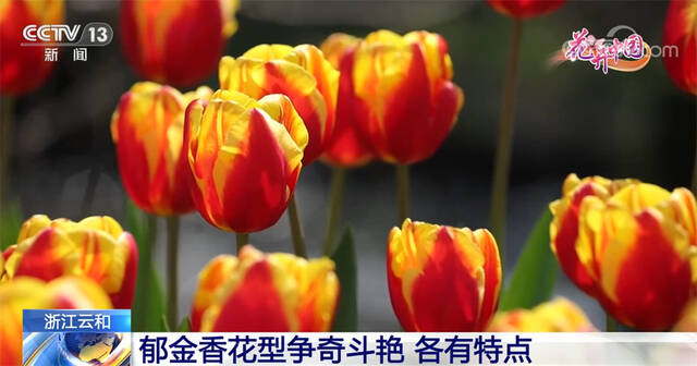 郁金香花开正艳 漫步花田享春光