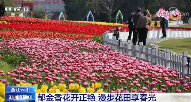 郁金香花开正艳 漫步花田享春光