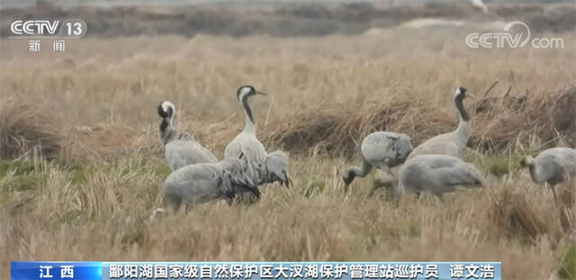 鄱阳湖候鸟即将北迁 多措并举“保驾护航”