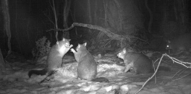 澳大利亚阿尔卑斯山的死袋鼠为负鼠提供了一顿令人惊喜的大餐